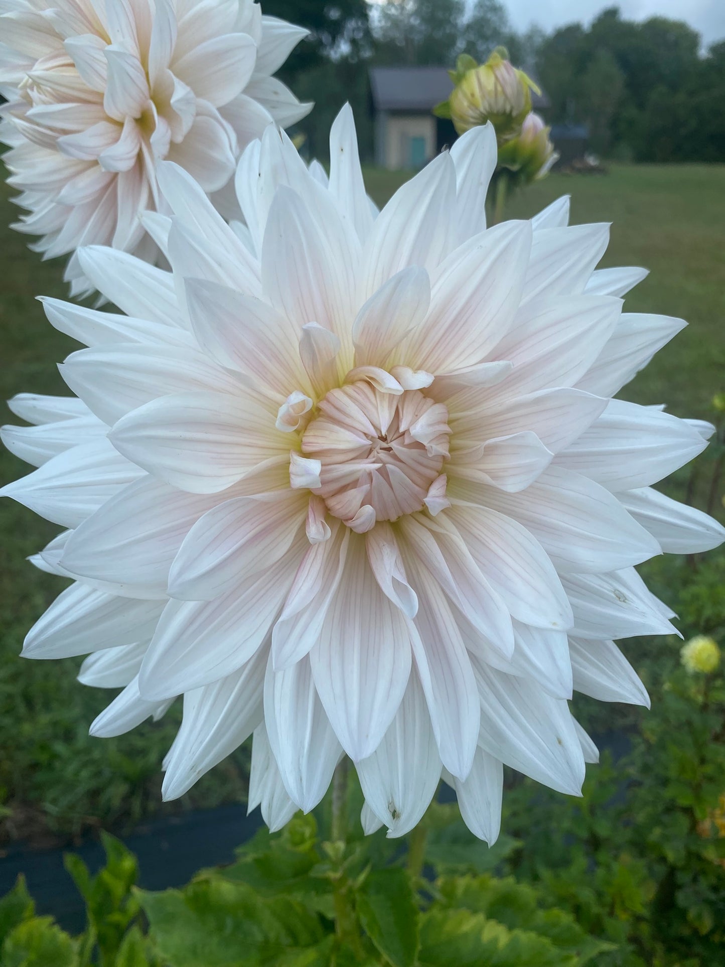 KA's Cloud Dahlia Tuber – Informal Decorative, White 5–6" Blooms