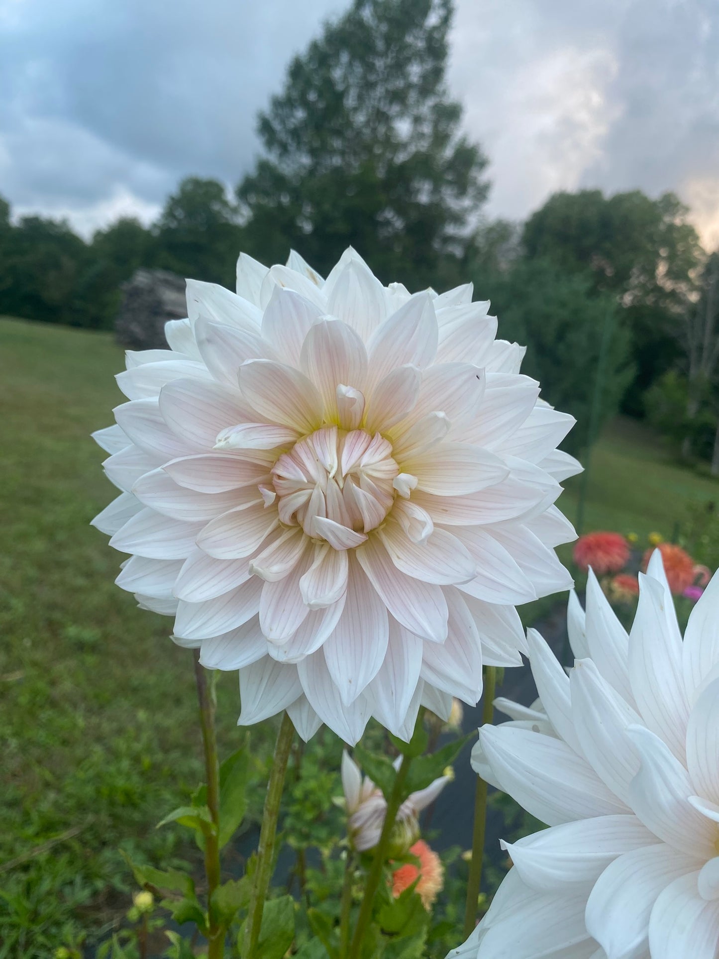 KA's Cloud Dahlia Tuber – Informal Decorative, White 5–6" Blooms