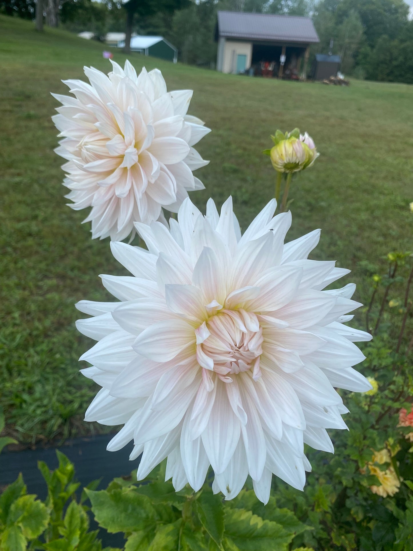 KA's Cloud Dahlia Tuber – Informal Decorative, White 5–6" Blooms