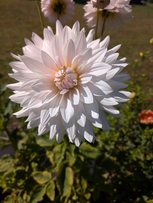 KA's Cloud Dahlia Tuber – Informal Decorative, White 5–6" Blooms