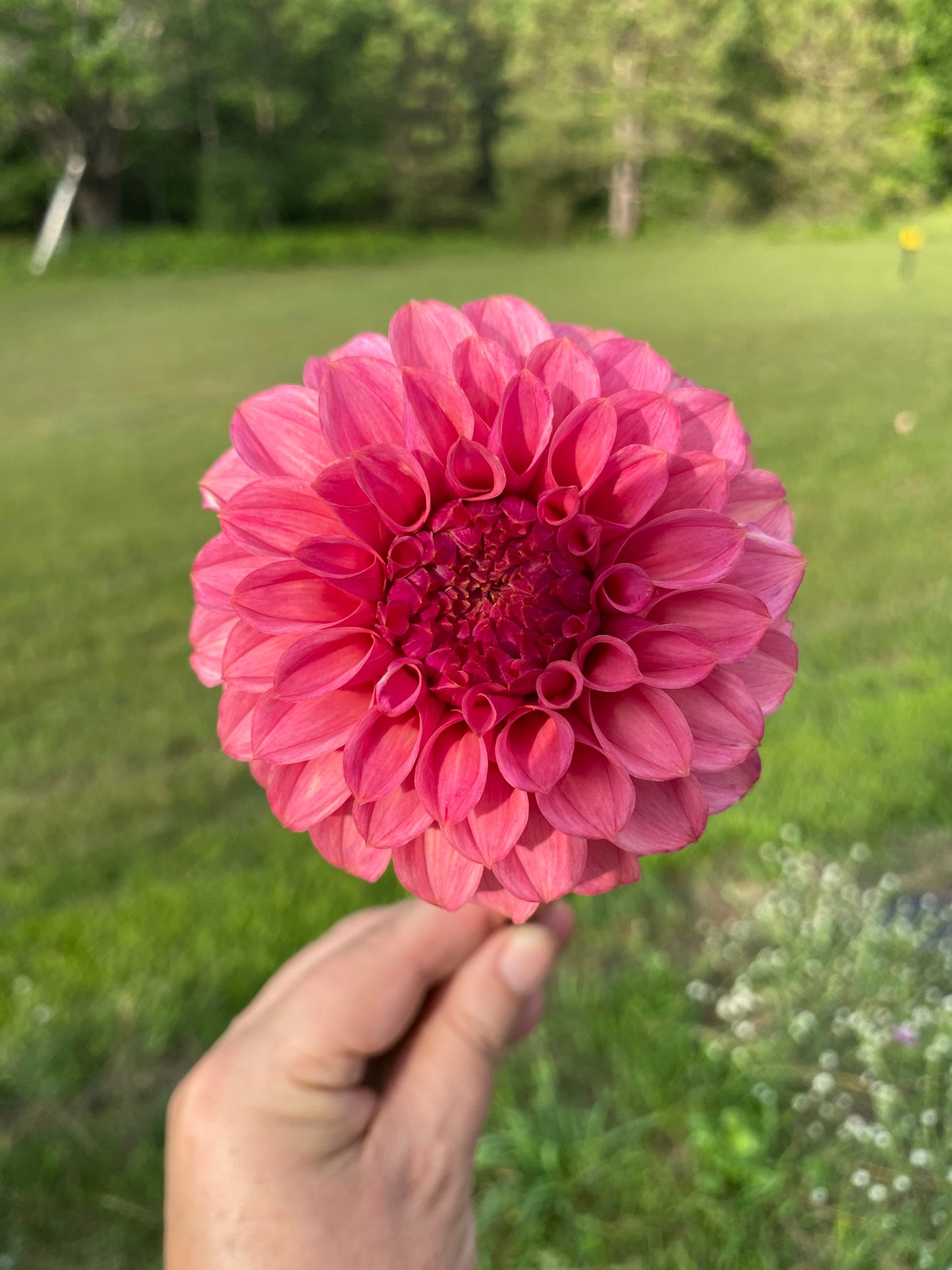 KA's Keltie Rose Dahlia Tuber – Formal Decorative Dark Pink 4–5" Blooms