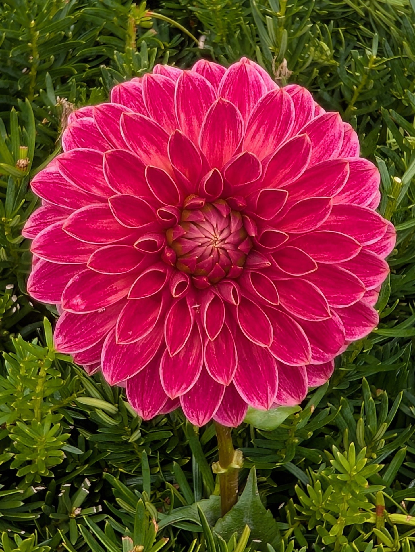 Pink flower in a green bush