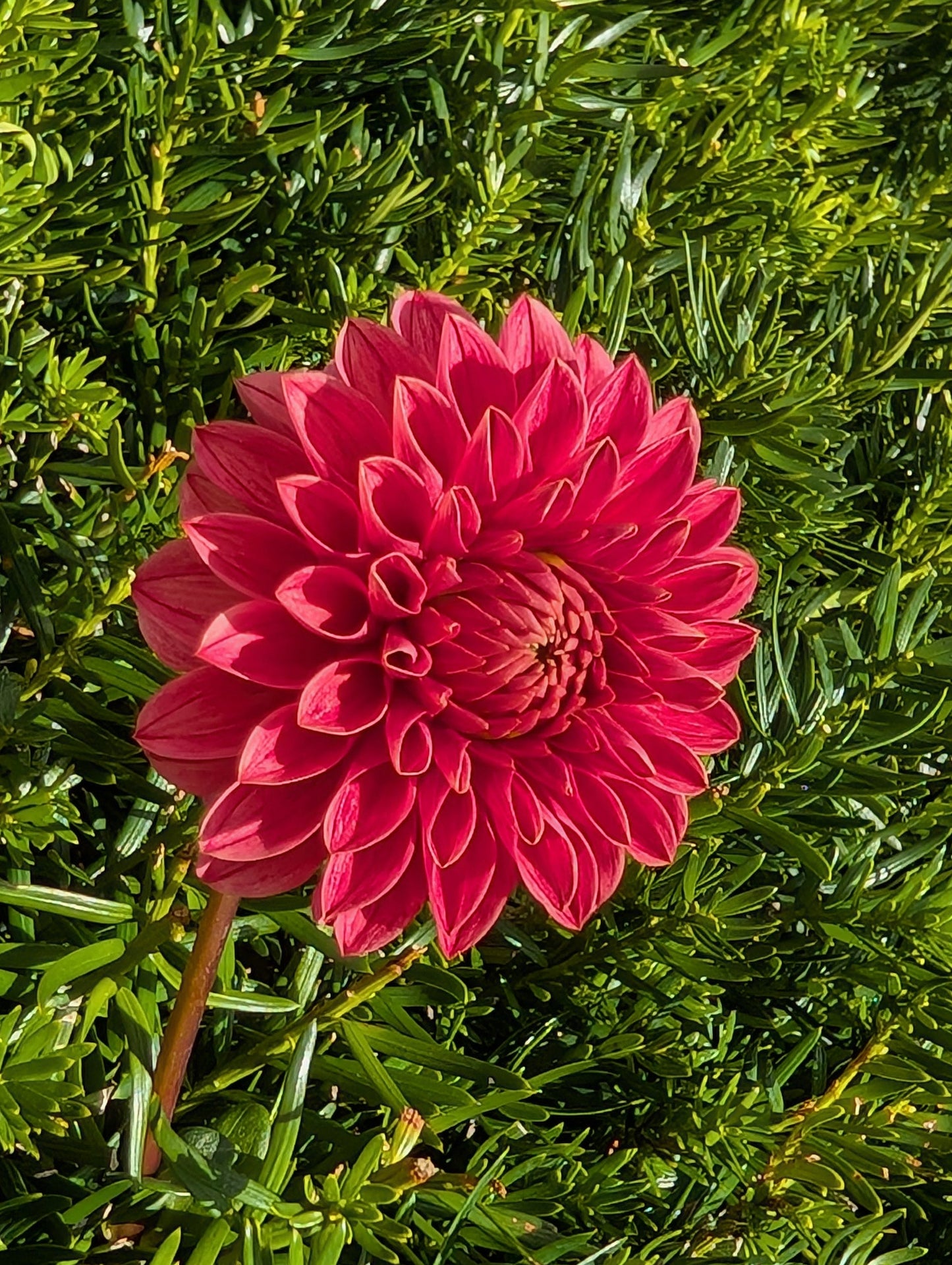 Pink flower in a green bush