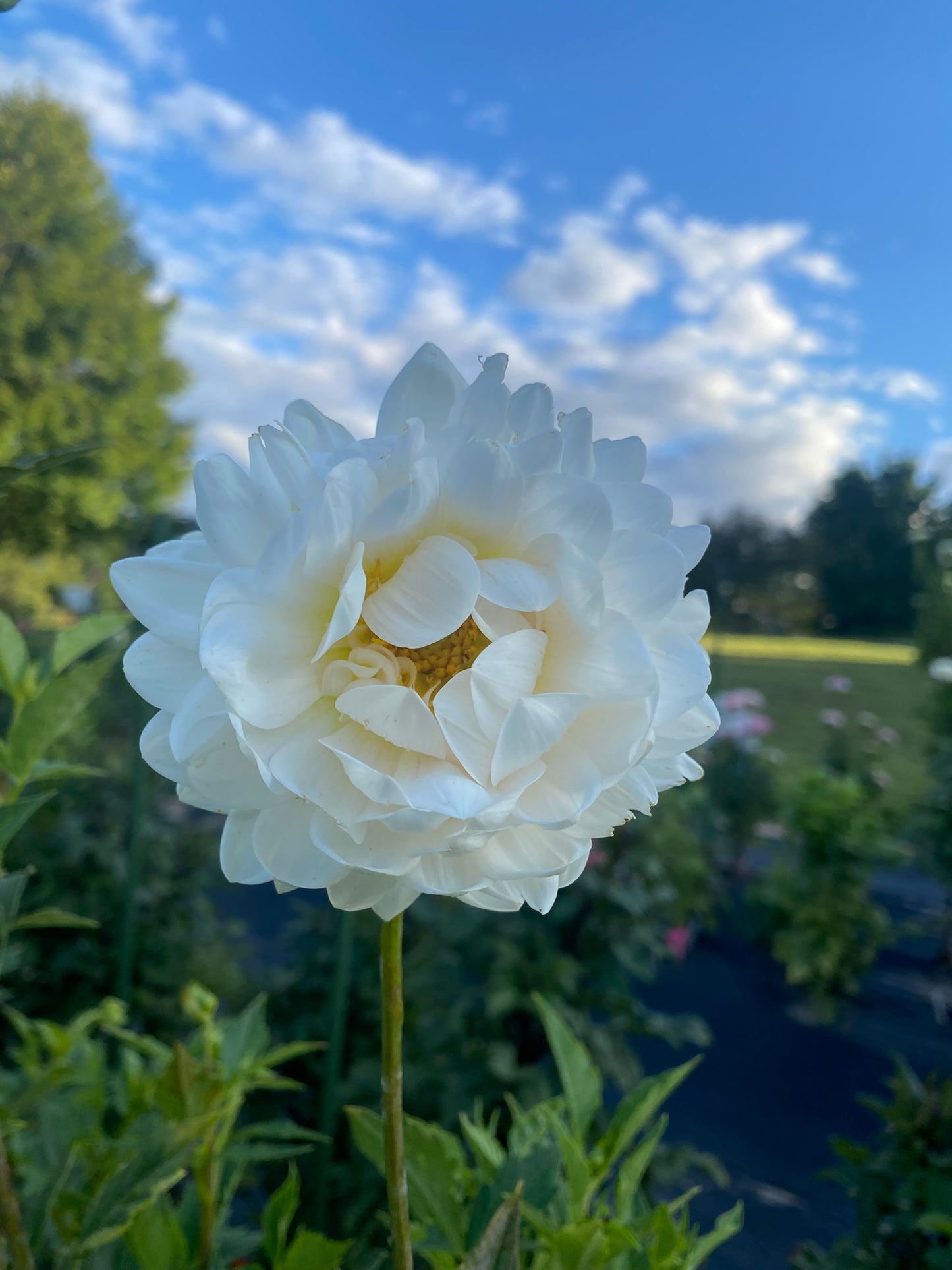 Kelgai Ann Dahlia Tuber – Waterlily, Light Blend (LB), 4–5" Blooms