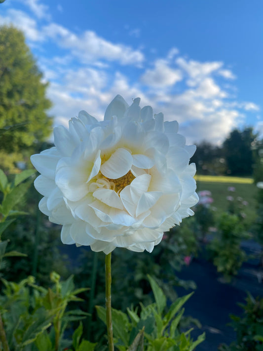 Kelgai Ann Dahlia Tuber – Waterlily, Light Blend (LB), 4–5" Blooms