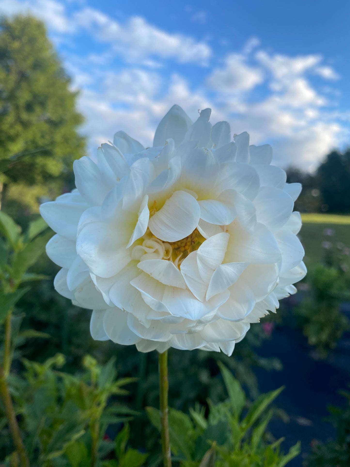 Kelgai Ann Dahlia Tuber – Waterlily, Light Blend (LB), 4–5" Blooms