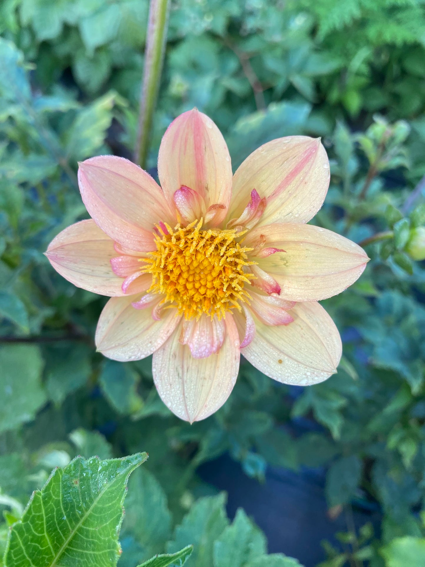Kelsie Annie Joy Dahlia Tuber – Collarette, ORANGE 4" Blooms