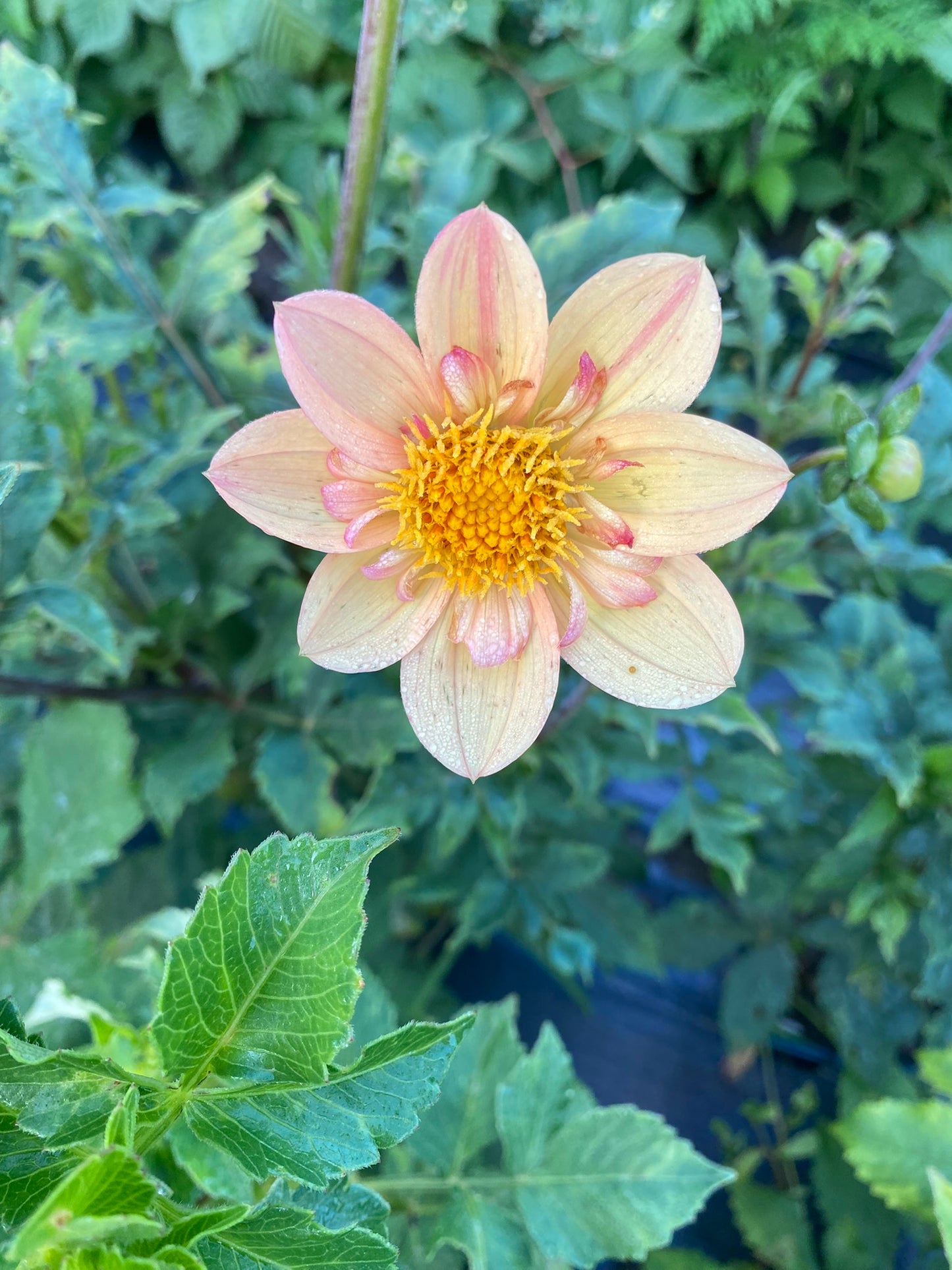 Kelsie Annie Joy Dahlia Tuber – Collarette, ORANGE 4" Blooms