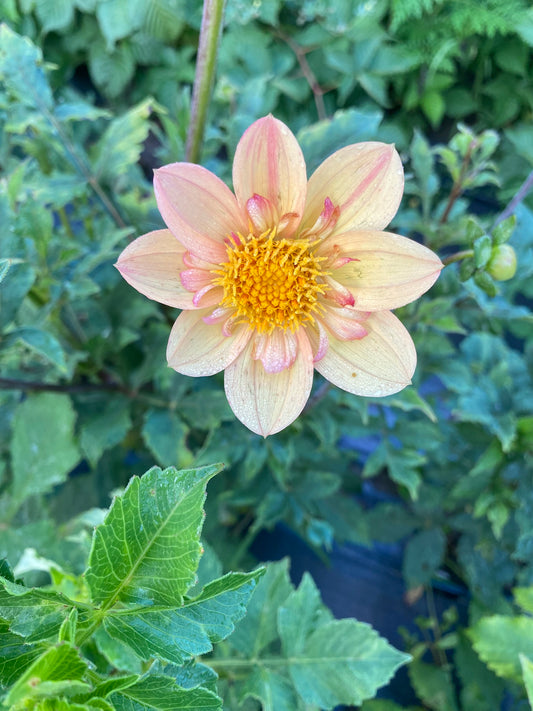 Kelsie Annie Joy Dahlia Tuber – Collarette, ORANGE 4" Blooms