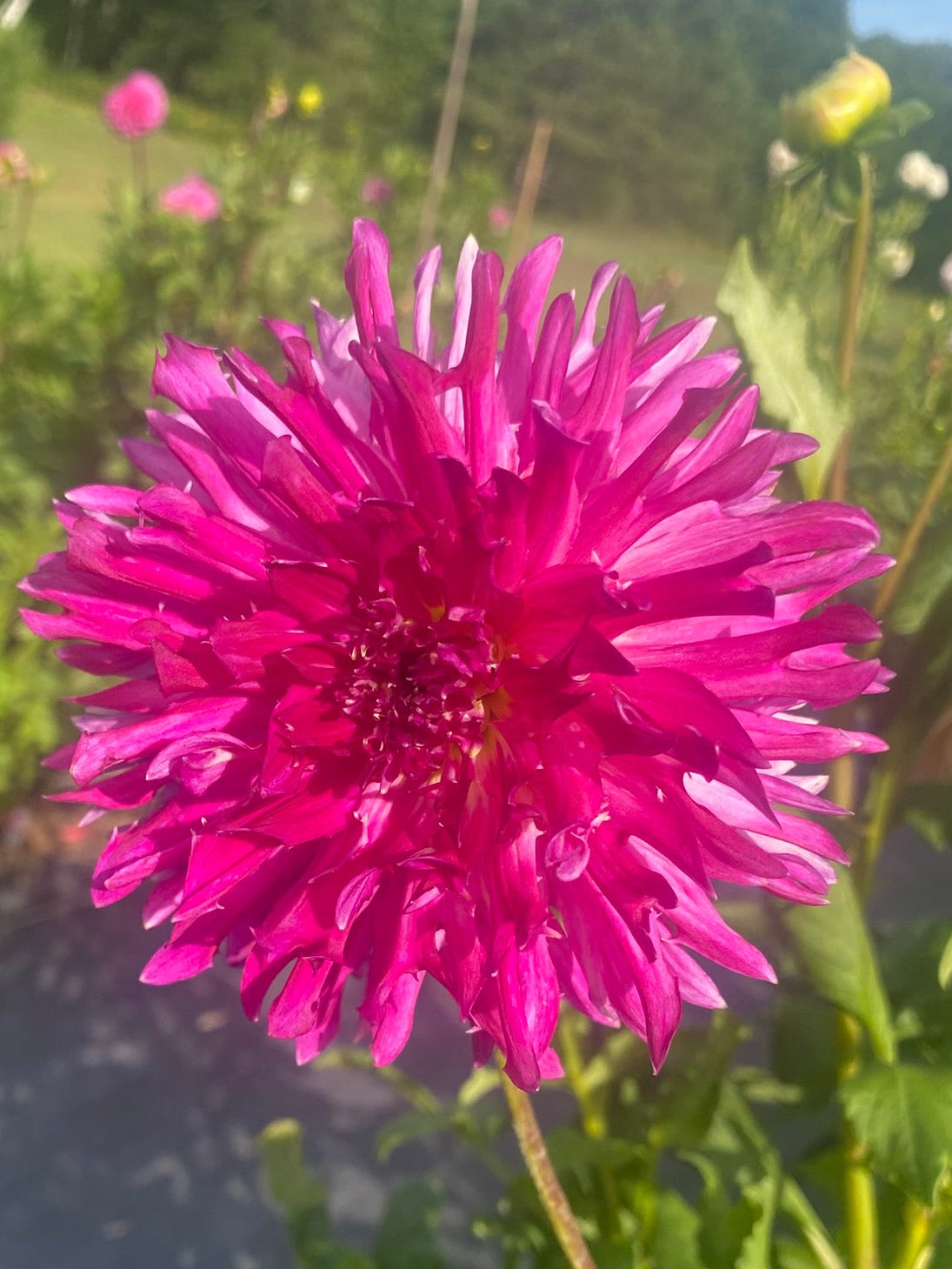 Close-up of a vibrant pink flower with green leaves in the background