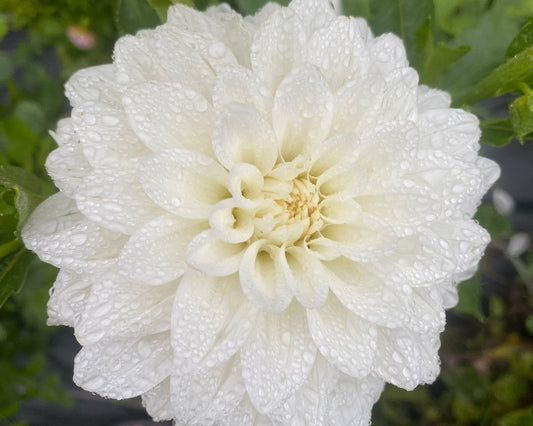 Lady Nathalie Dahlia Tuber – Waterlily, White (WH), 4–5" Blooms, ~3–4 ft