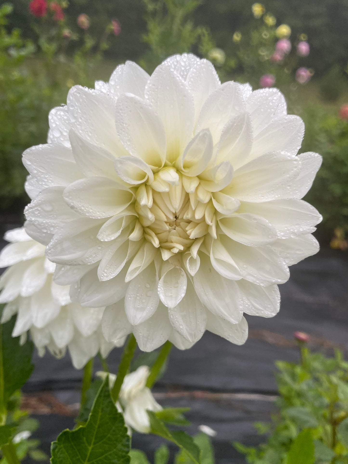 lady nathalie dahlia White flower with water droplets on a blurred green background