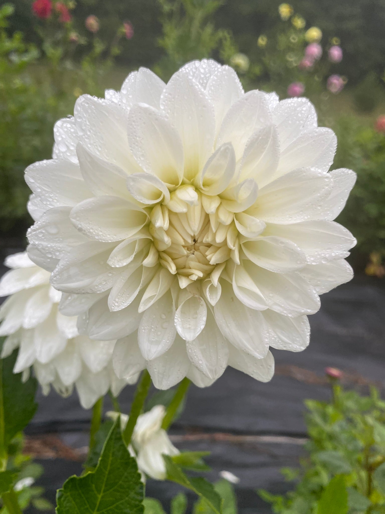 lady nathalie dahlia White flower with water droplets on a blurred green background