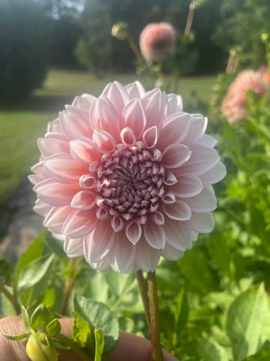 Lee's Pineberry Trifle Dahlia Tuber – Formal Decorative, Light Blend, Bicolor, 5–6" Blooms
