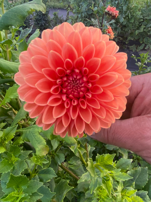 Lyn's Brooke Dahlia Tuber – Ball Orange 3–4" Blooms
