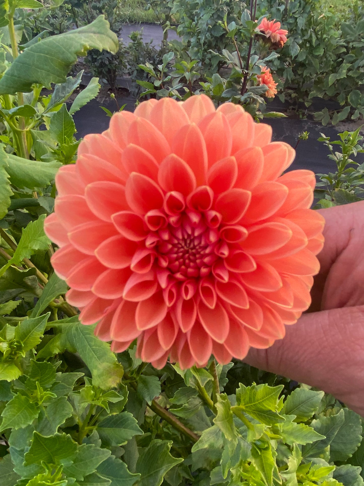 Lyn's Brooke Dahlia Tuber – Ball Orange 3–4" Blooms