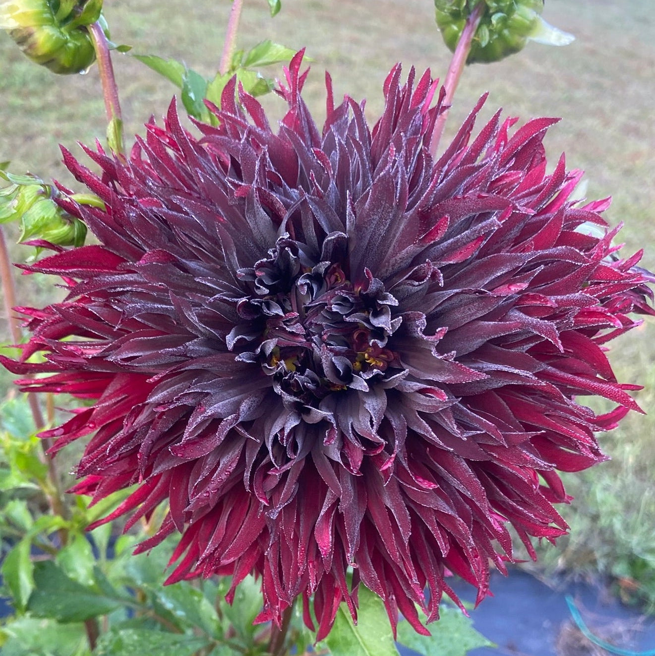 Close-up of a large, dark purple flower with green leaves in the background.