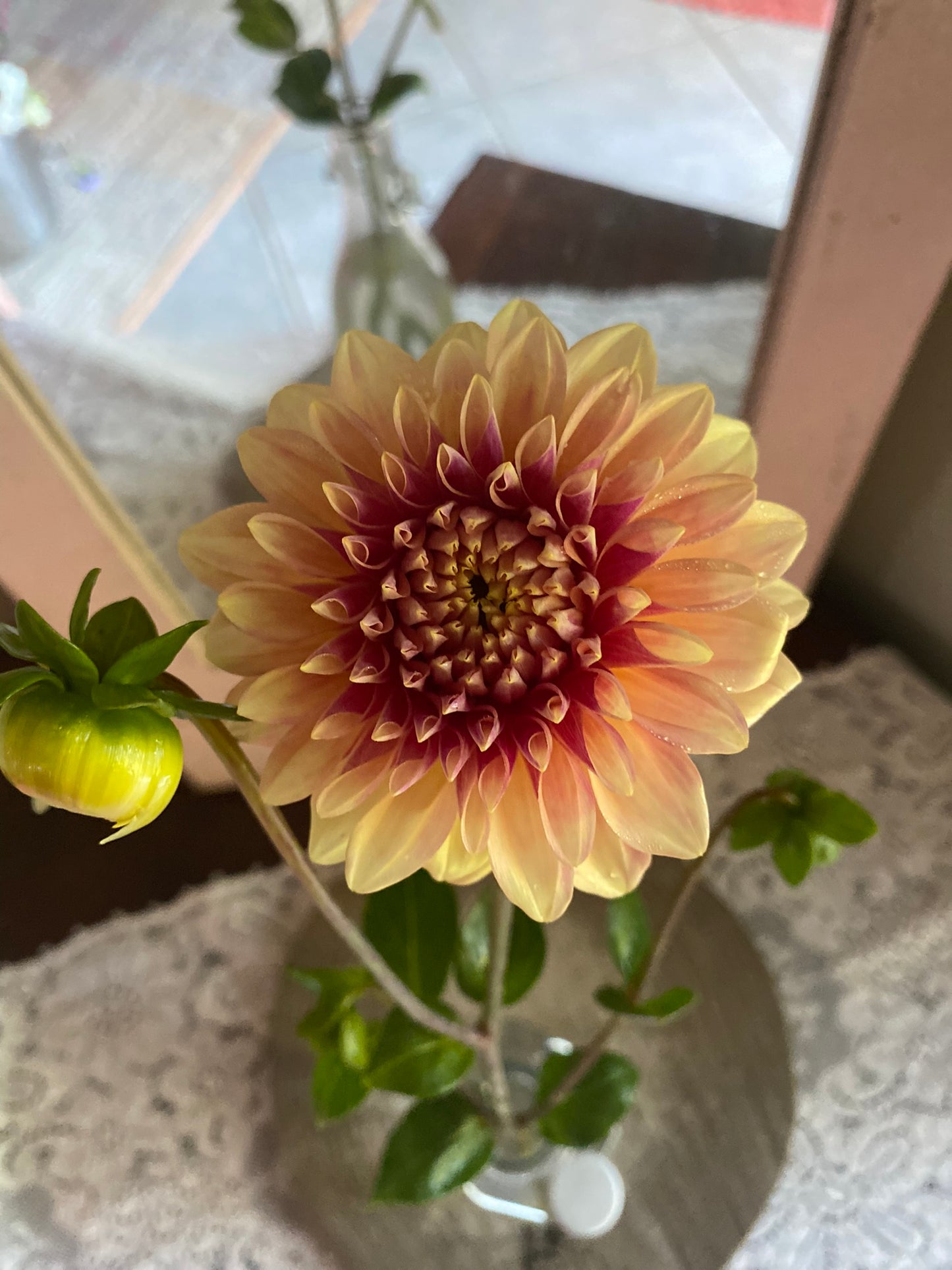 Miss Amara Dahlia Tuber – Formal Decorative Light Blend 4–6" Blooms
