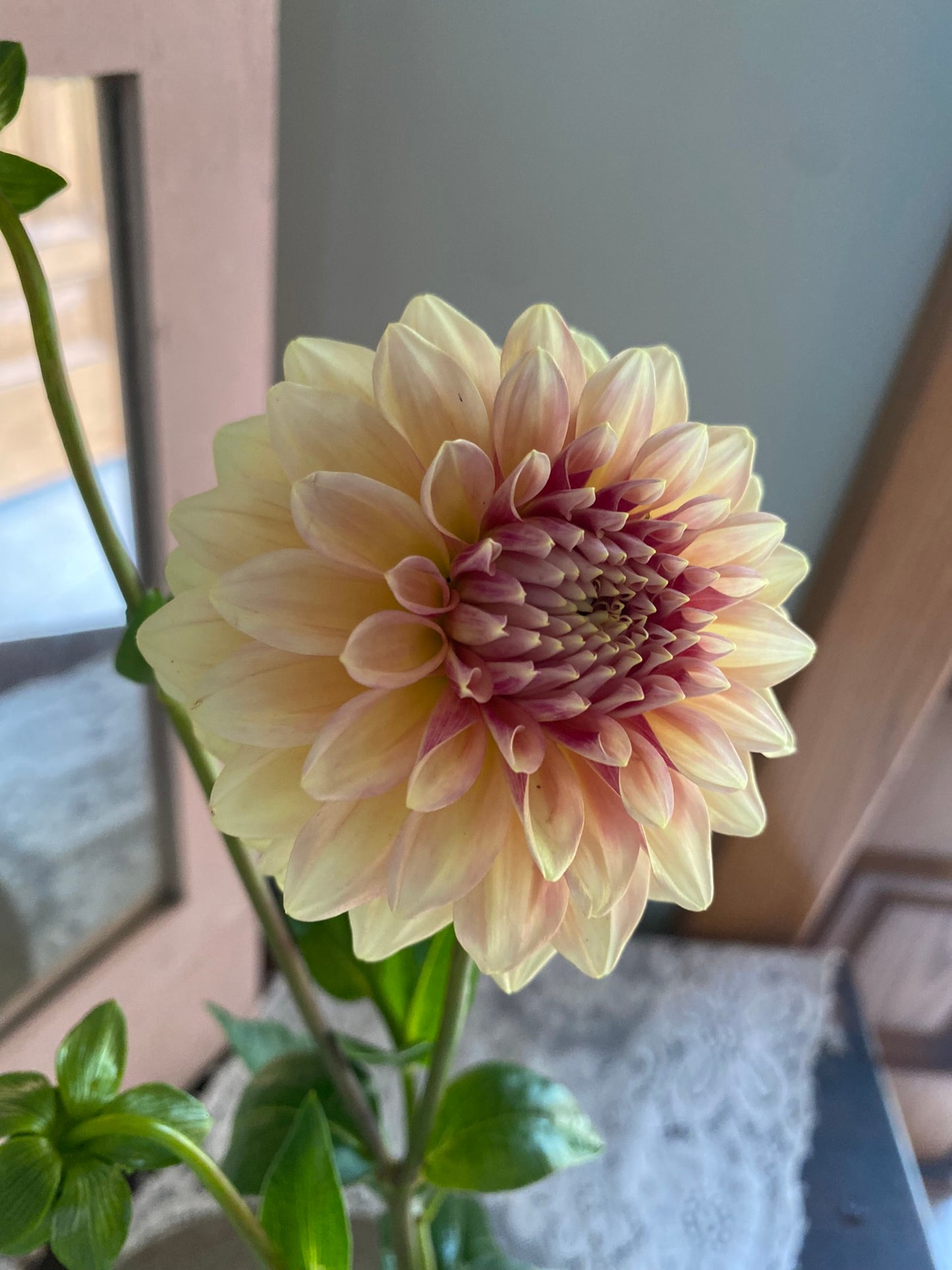 Miss Amara Dahlia Tuber – Formal Decorative Light Blend 4–6" Blooms