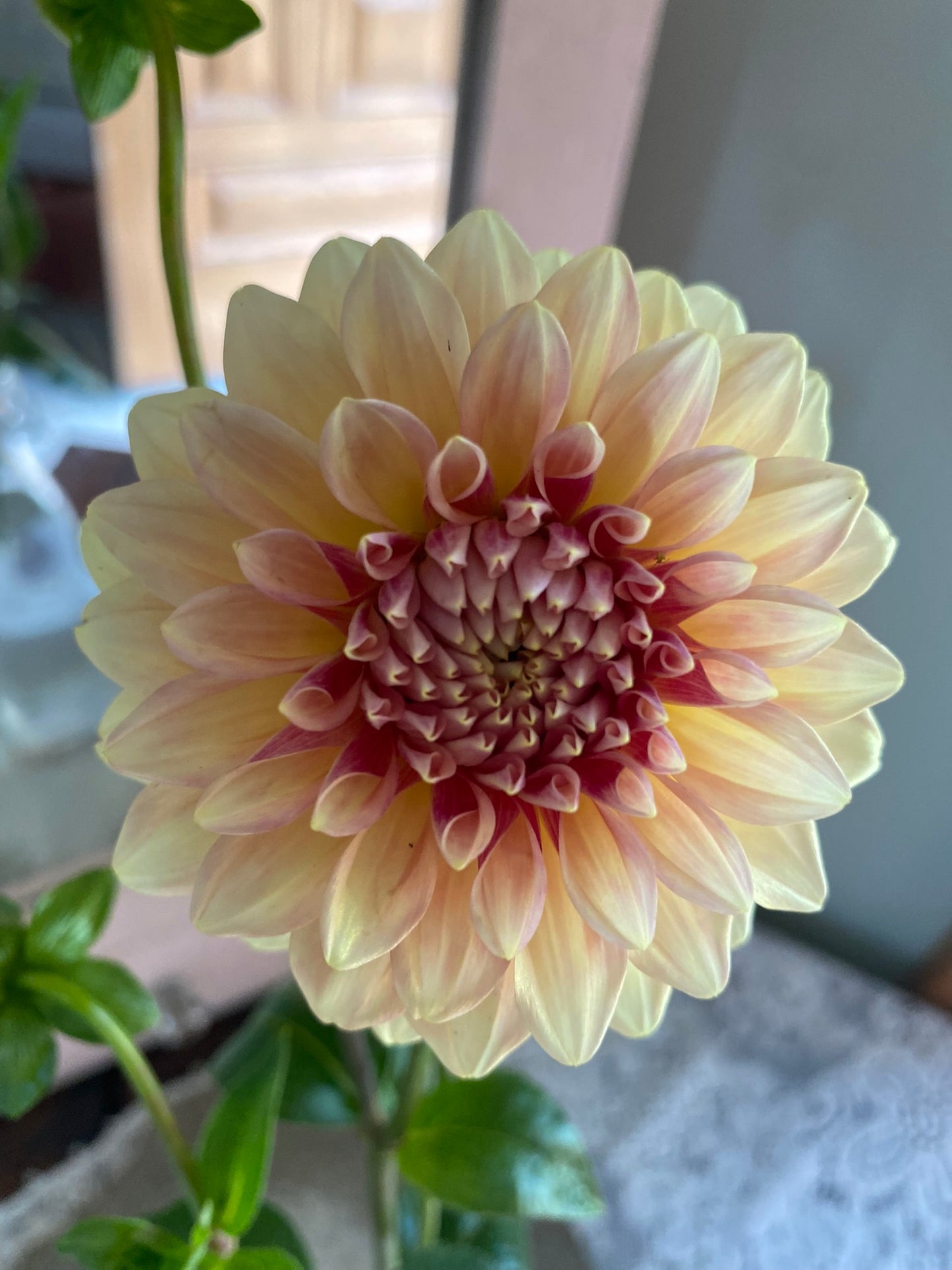 Miss Amara Dahlia Tuber – Formal Decorative Light Blend 4–6" Blooms