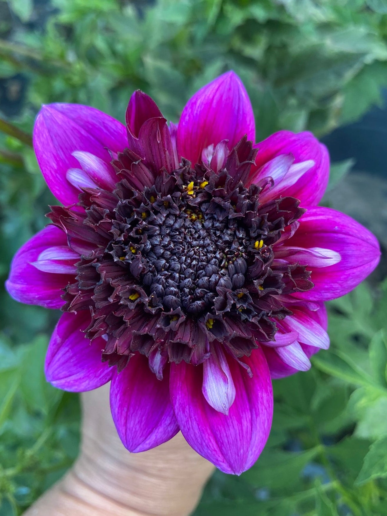 Close-up of a purple flower held by a hand with green foliage in the background
