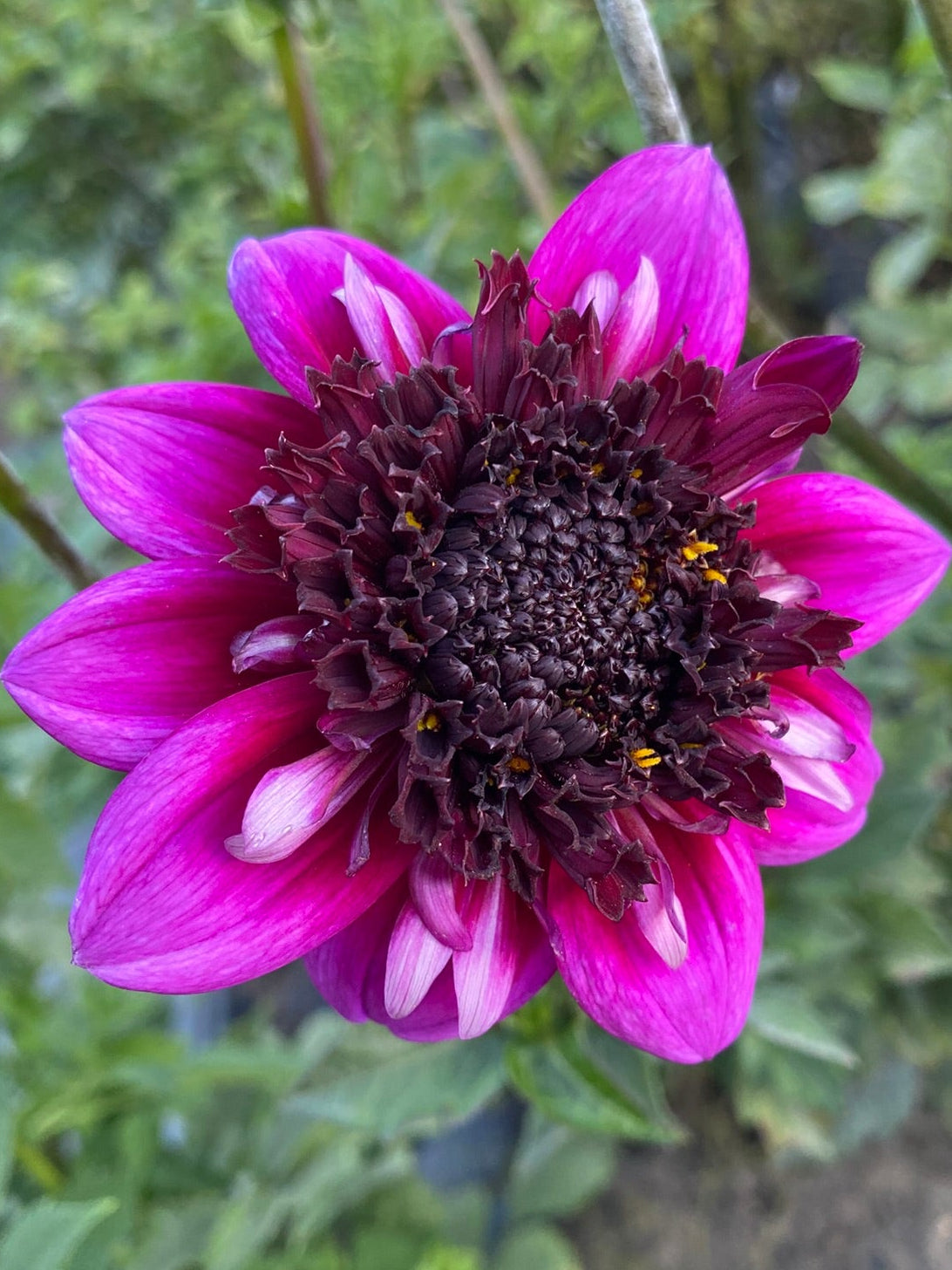 Purple flower with a dark center against a green background