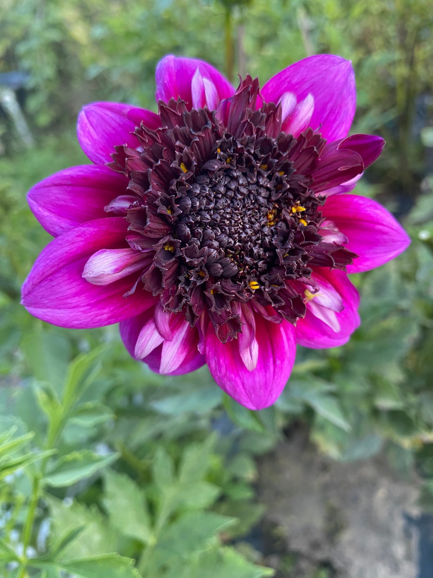 Misses Amy Dahlia Tuber – Anemone Bicolor 4–5" Blooms