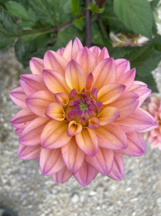 Mondriaan Dahlia Tuber – Informal Decorative  Bicolor, 4–6" Blooms