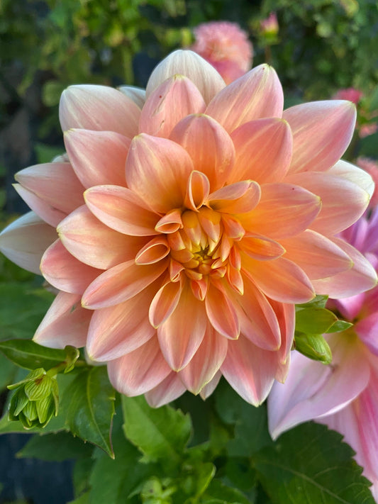 Close-up of a pink dahlia flower with green leaves in the background