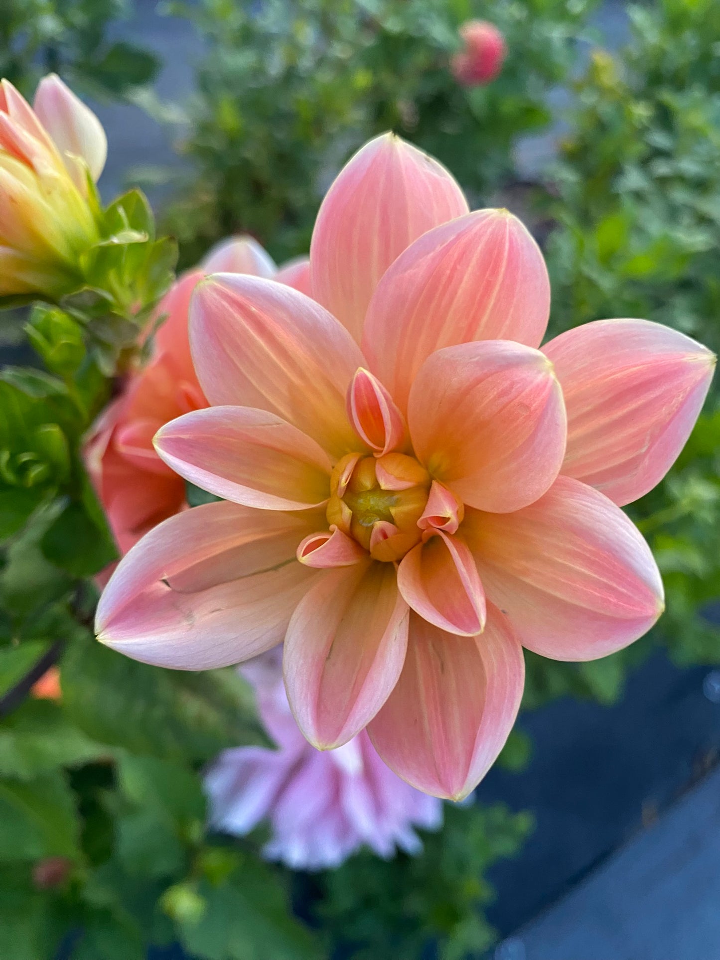 Mr. Frans Dahlia Tuber – Waterlily, Light Blend, 4–5" Blooms, ~3–4 ft