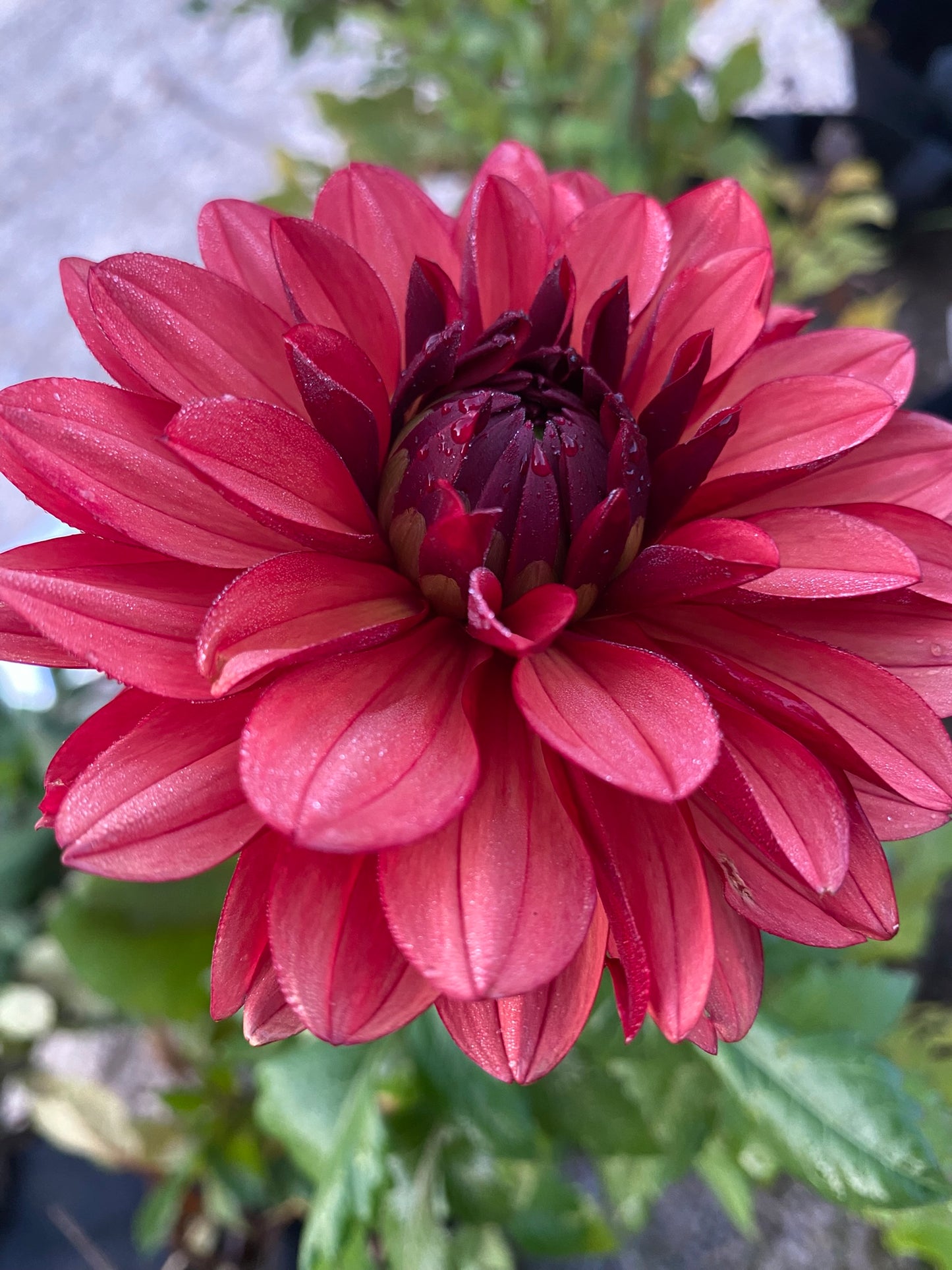 Misses Miley Dahlia Tuber – Waterlily, Red, 4–5" Blooms