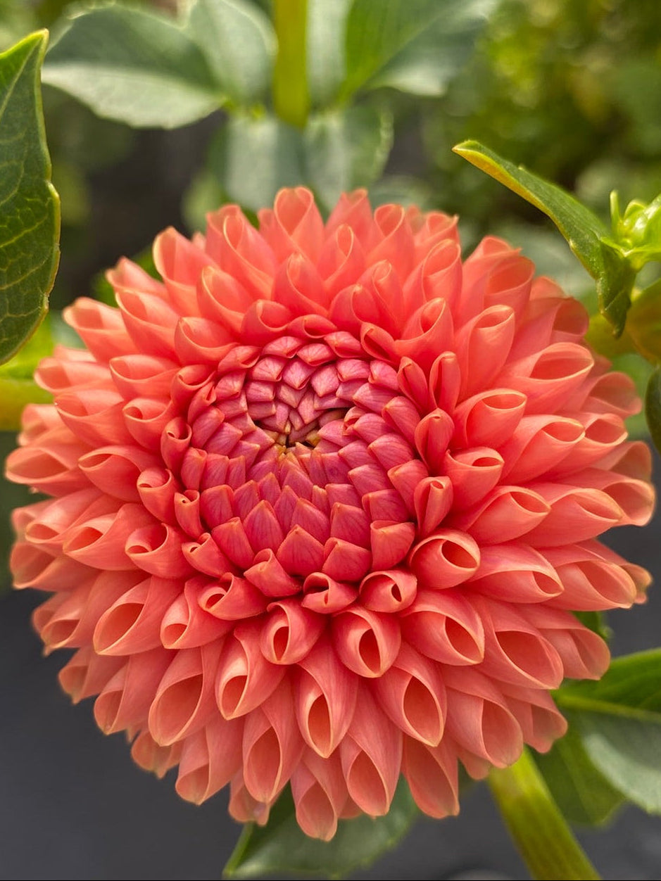 Close-up of a coral-colored flower with green leaves in the background