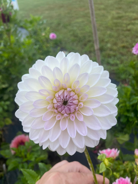 Narrows Ryder Dahlia Tuber – Formal Decorative White 4" Blooms