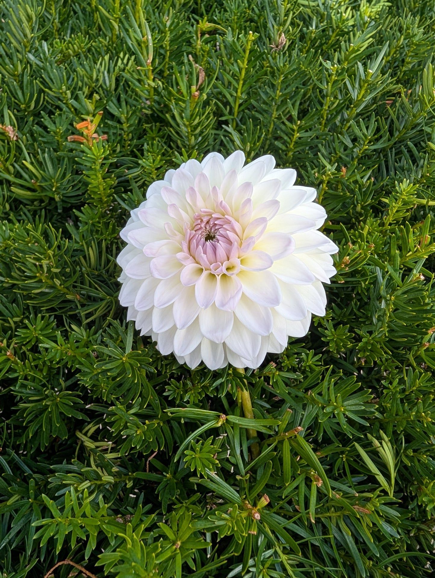 Narrows Ryder Dahlia Tuber – Formal Decorative White 4" Blooms