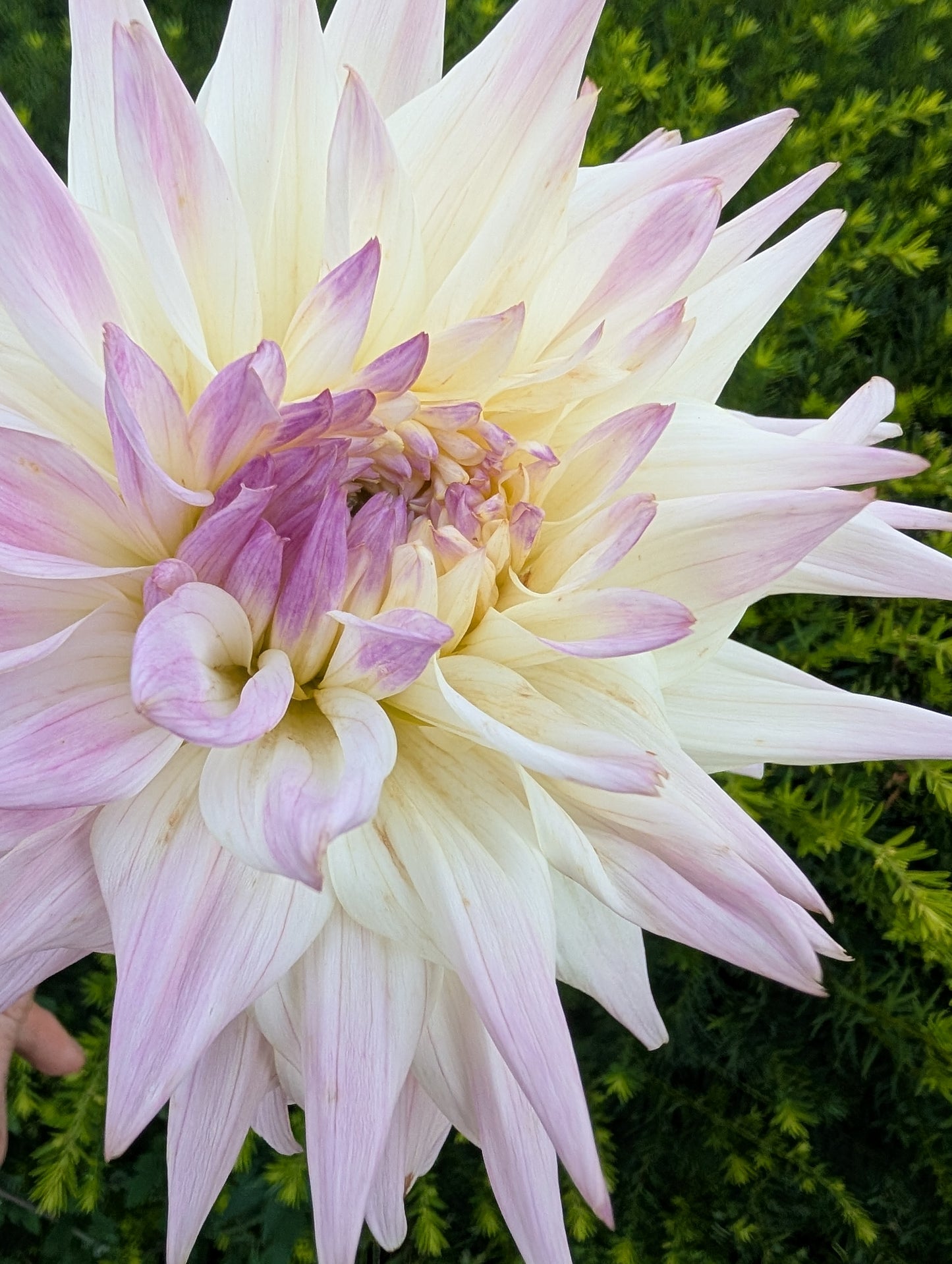 Netherton Cindy Dahlia Tuber – Semi-cactus, White, 5–6" Blooms, ~4–5 ft