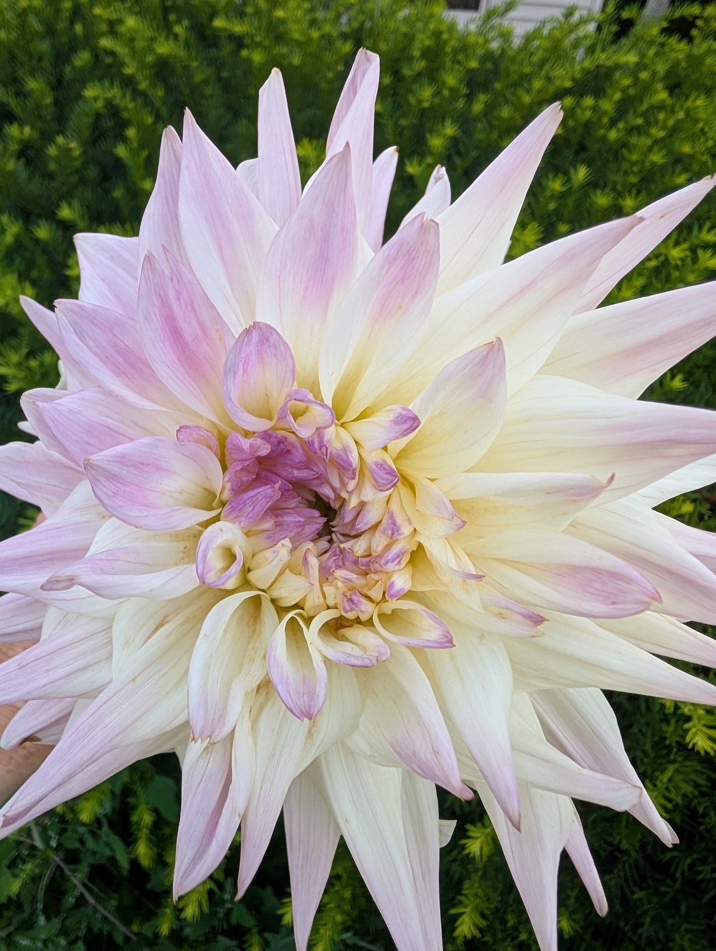 Netherton Cindy Dahlia Tuber – Semi-cactus, White, 5–6" Blooms, ~4–5 ft