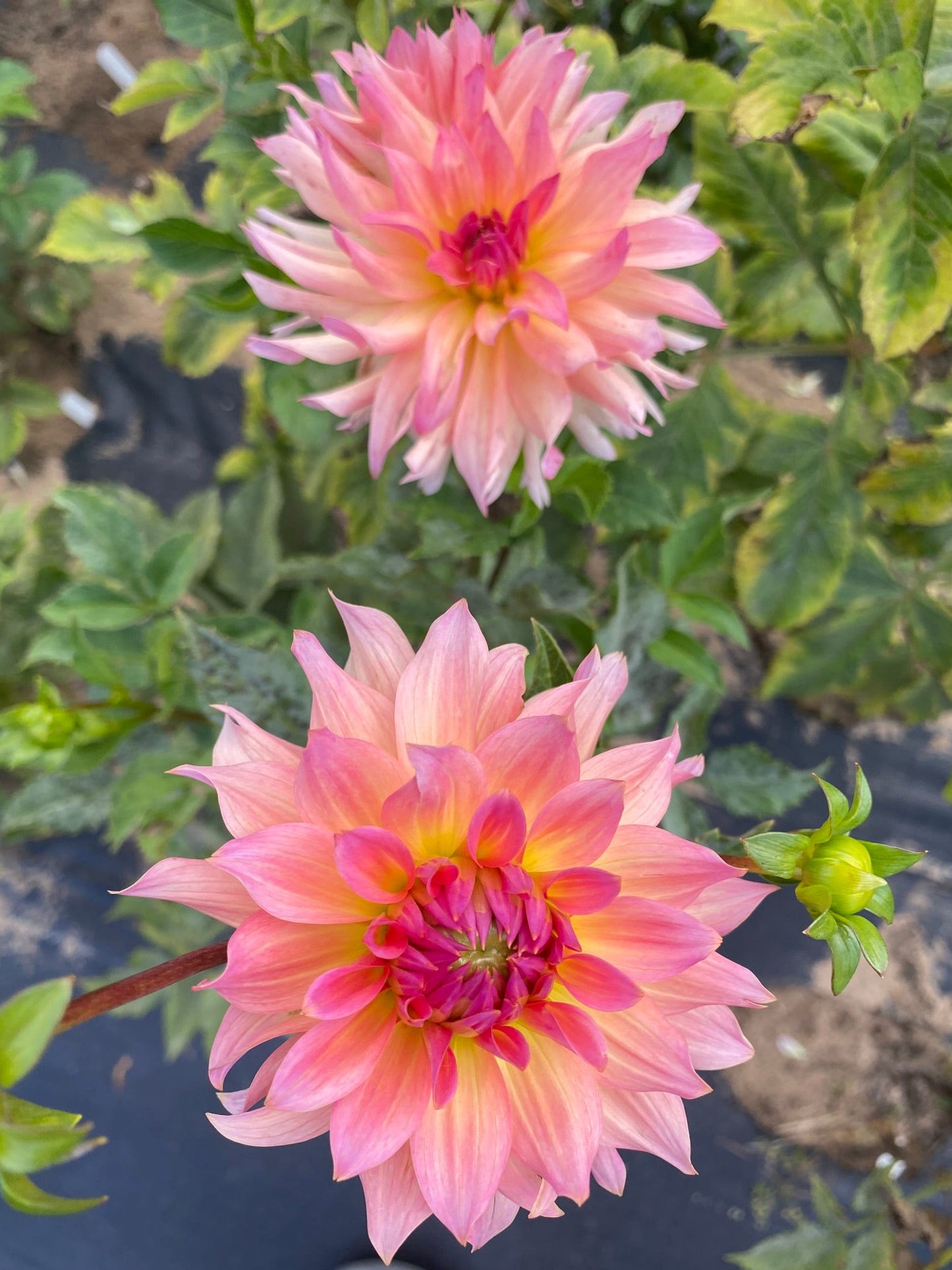 Normandy Sweet Lucy Dahlia Tuber – Informal Decorative, Light Blend, 5–6" Blooms, ~4–5 ft