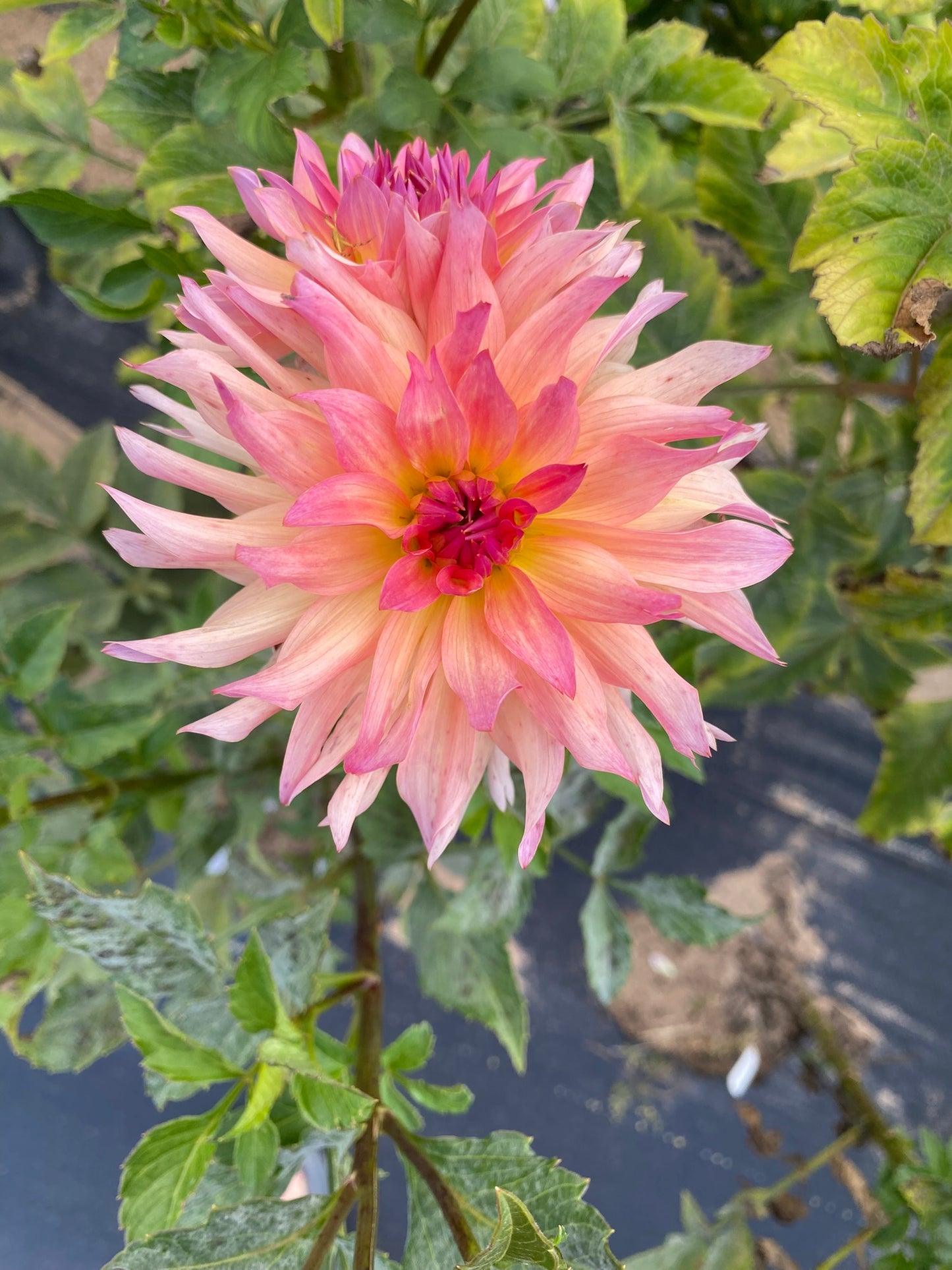 Normandy Sweet Lucy Dahlia Tuber – Informal Decorative, Light Blend, 5–6" Blooms, ~4–5 ft