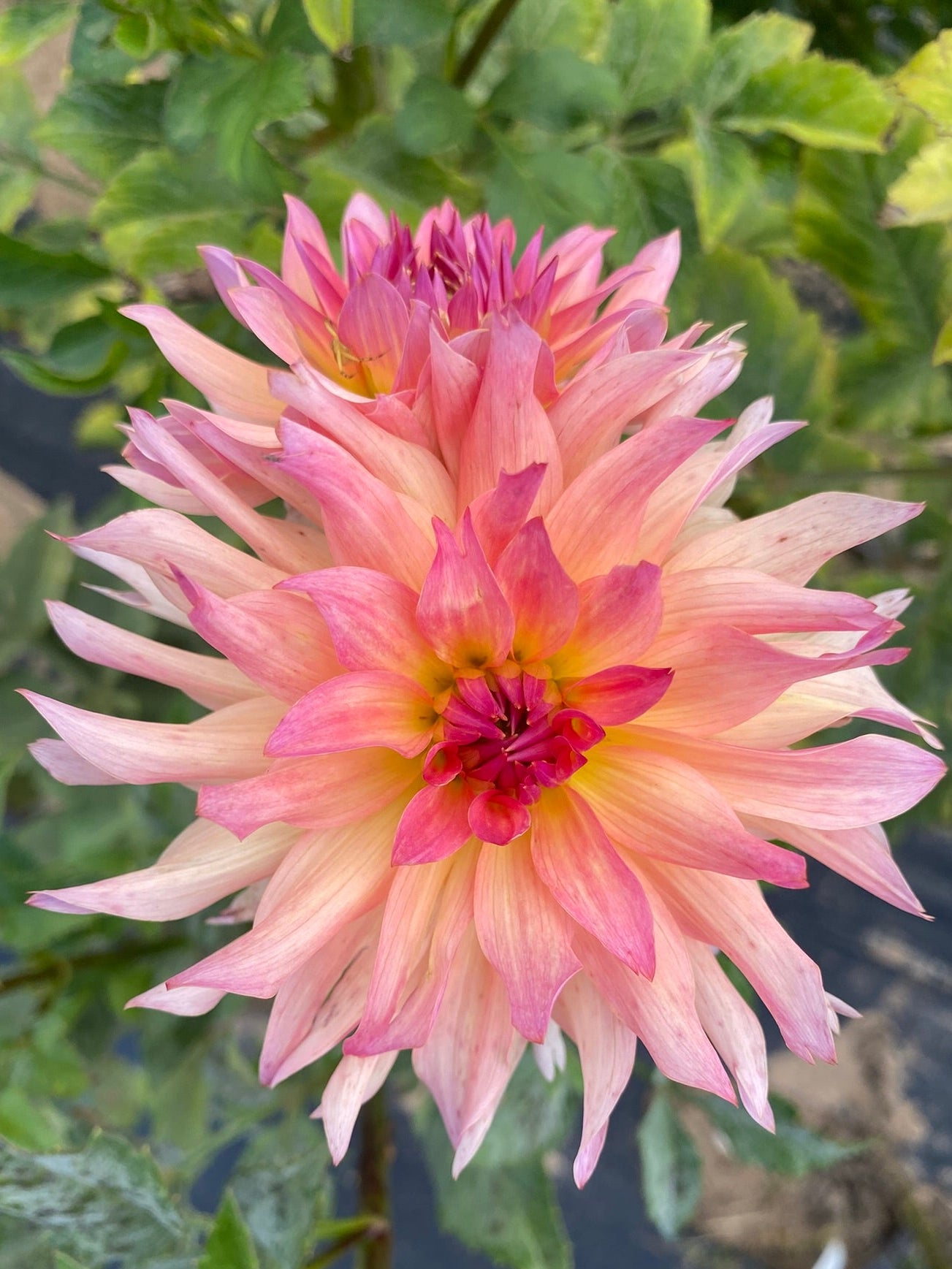 Pink Dahlia flower with green leaves in the background