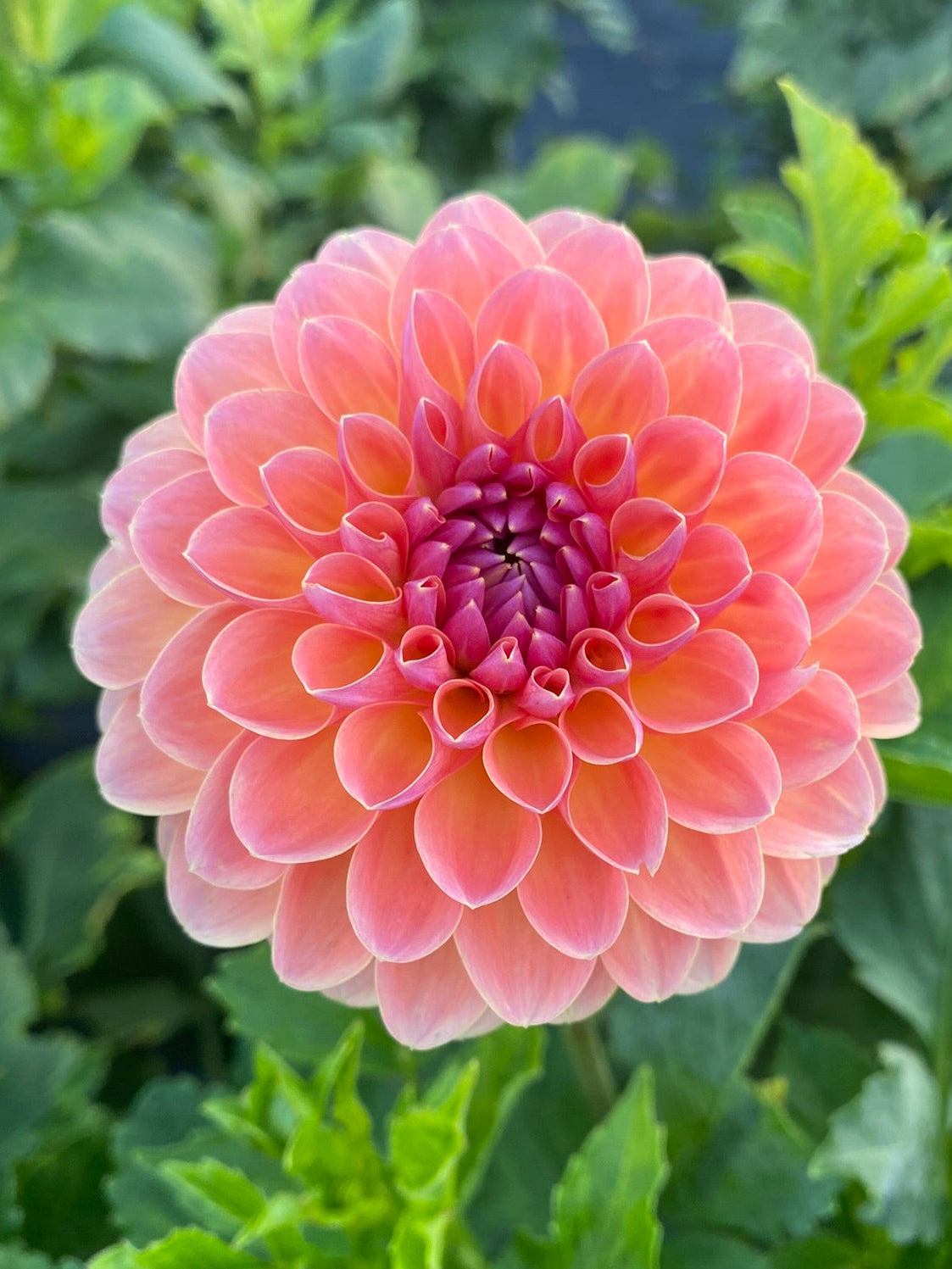 Pink flower with green leaves in the background