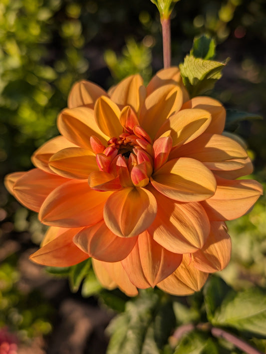 Close-up of a vibrant orange flower with green leaves in the background