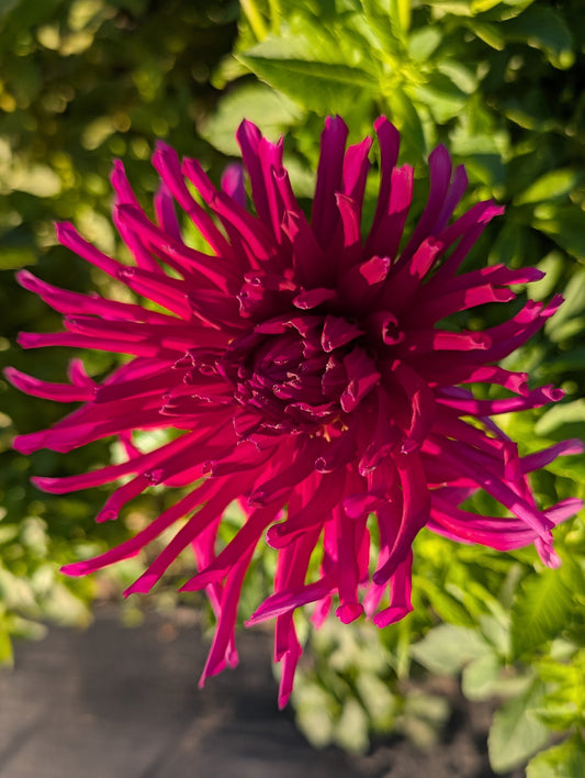 Close-up of a vibrant pink flower with green leaves in the background