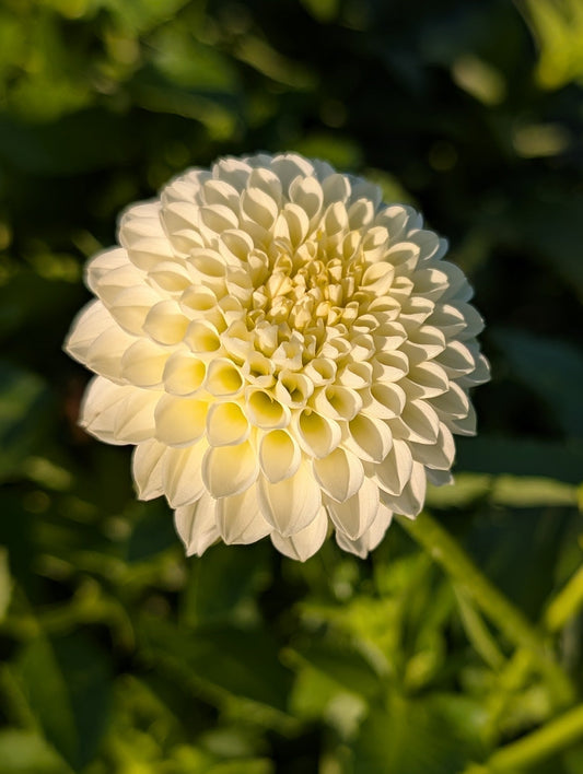 Creamy Dahlia Tuber – Miniature Ball Yellow 2–3" Blooms