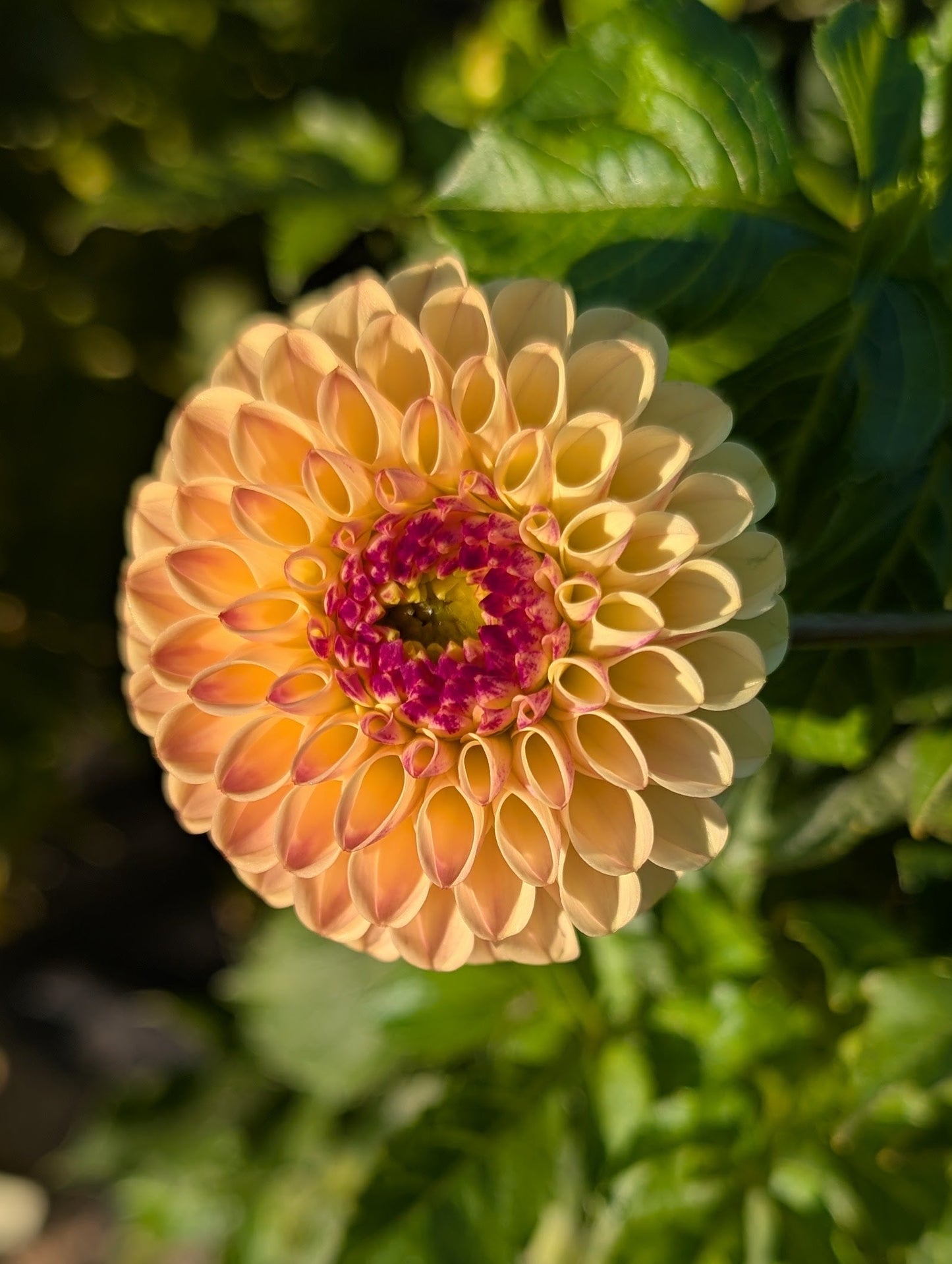 Close-up of a peach-colored flower with a green background