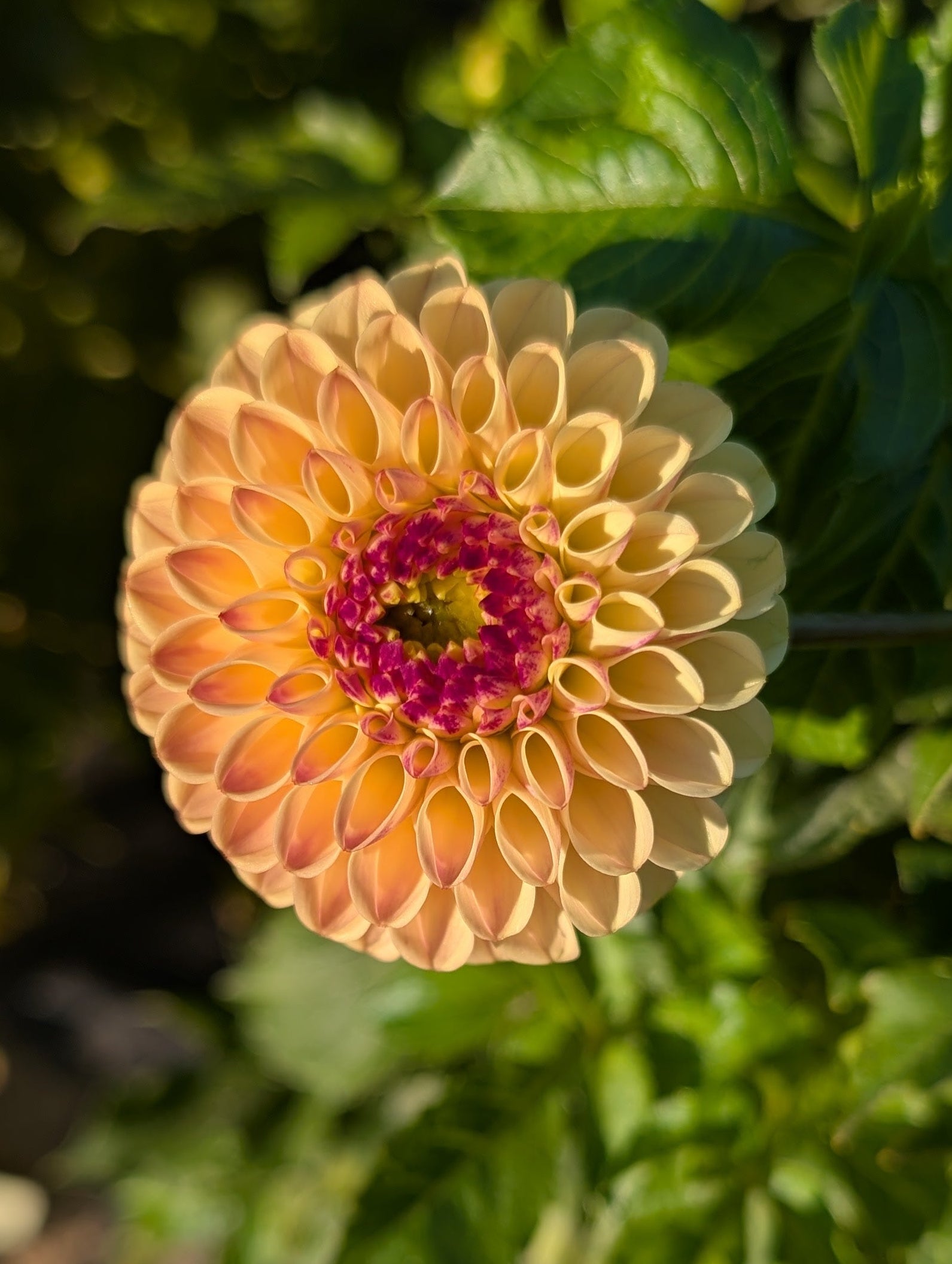 Close-up of a peach-colored flower with a green background