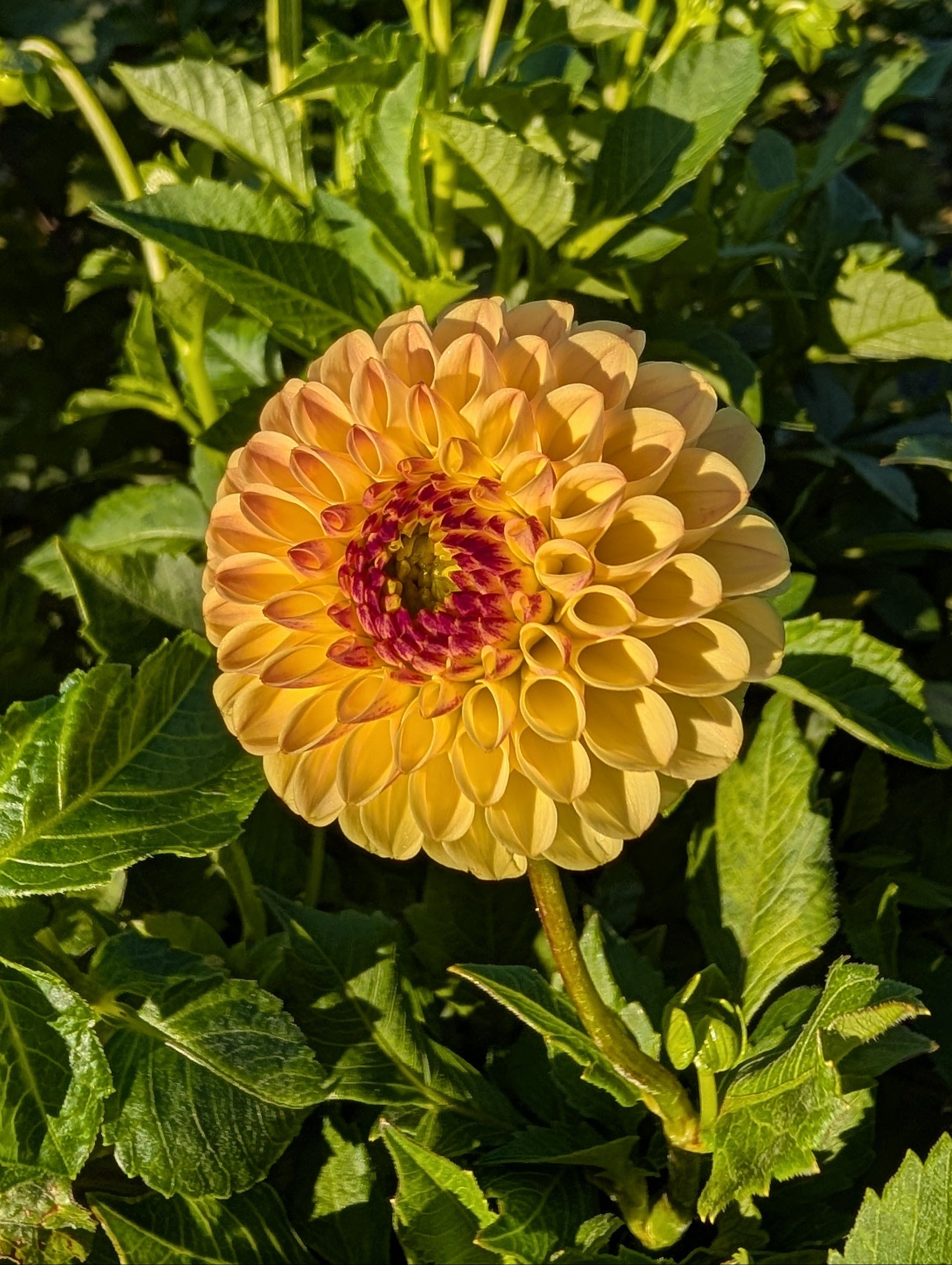 Yellow flower with a green background