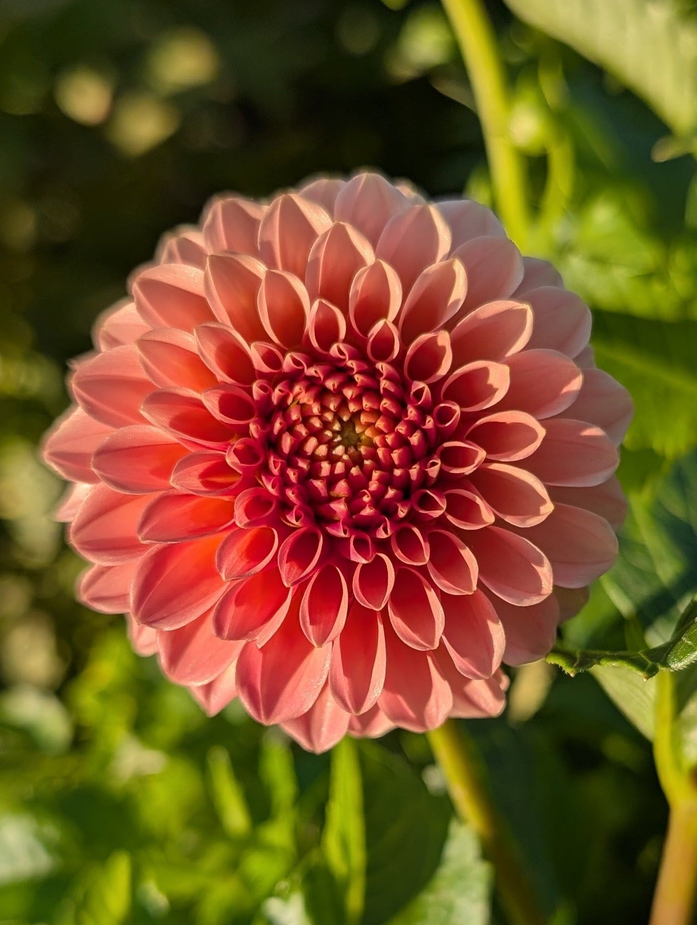 Pink flower with green leaves in a natural setting