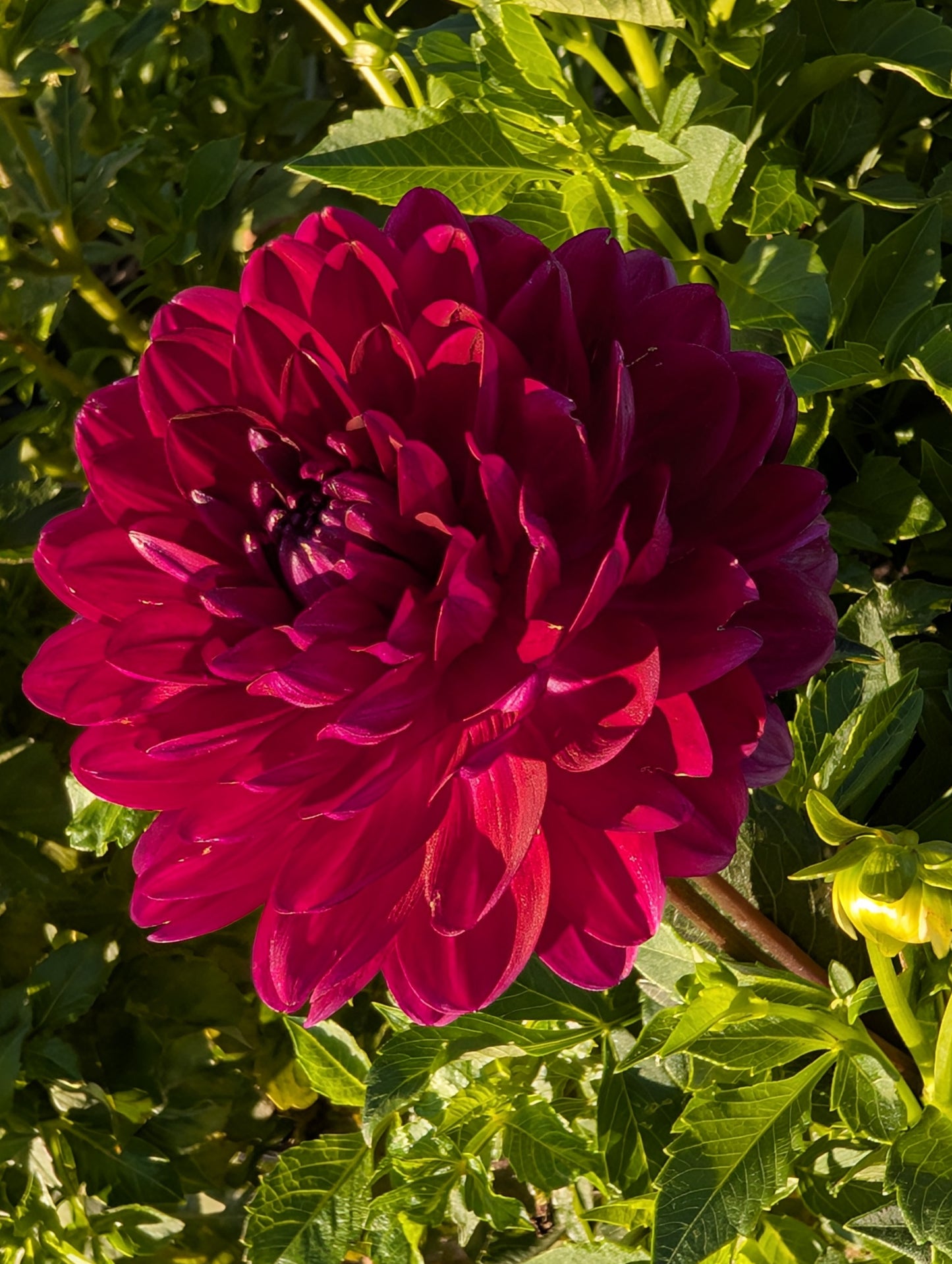 Sandia Bertha Dahlia Tuber Waterlily Purple 4–6" Blooms