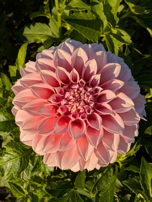 Pink dahlia flower with green leaves in the background