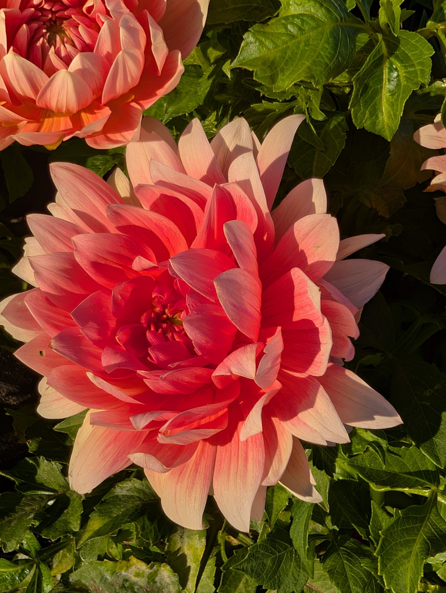 Carolina Wagemans Dahlia Tuber – Water Lily 6–8" Blooms